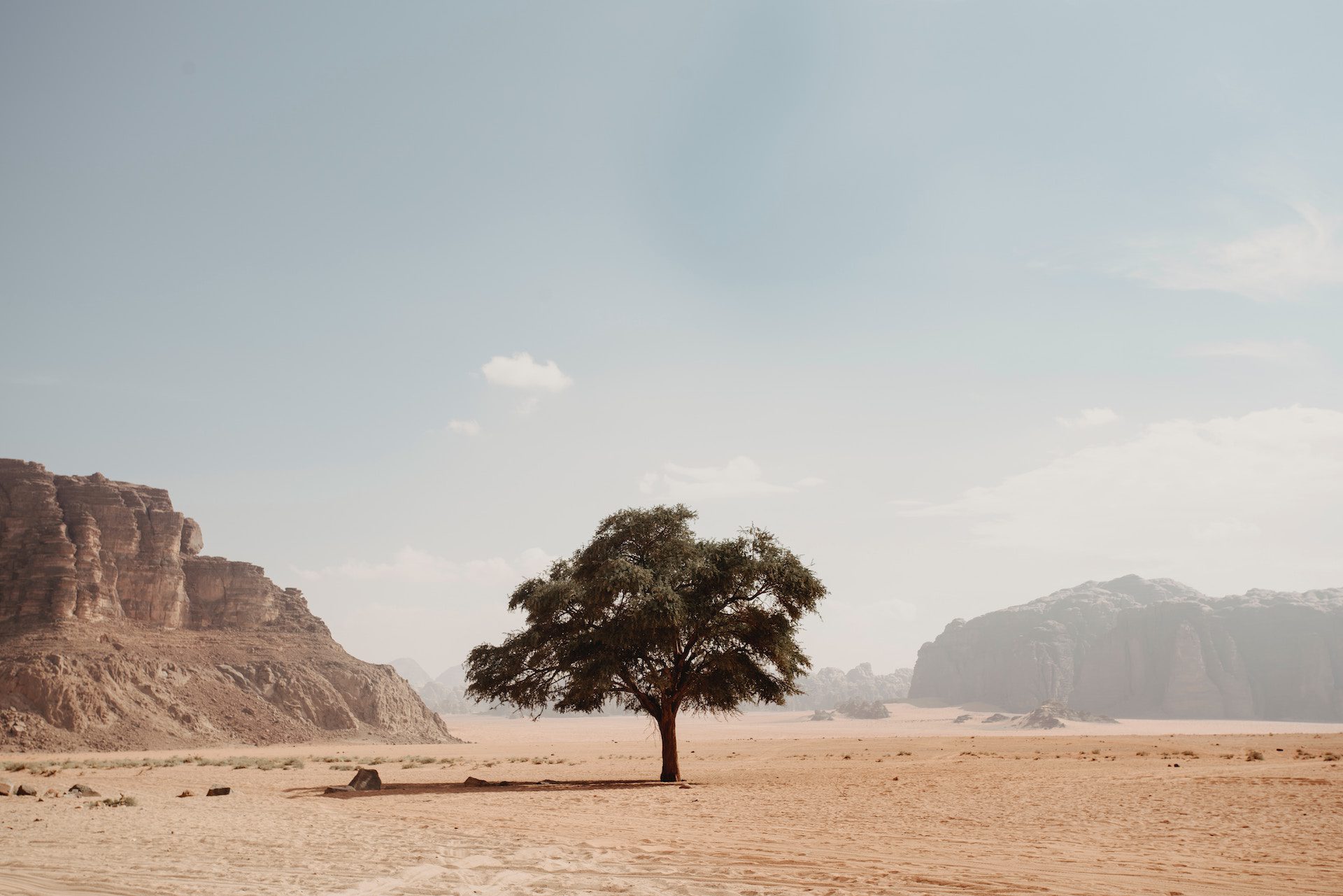tree in a desert with rocky mountains in the distance