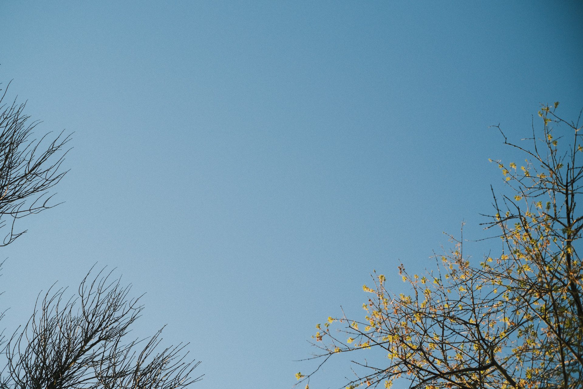 blue sky with branches in the foreground