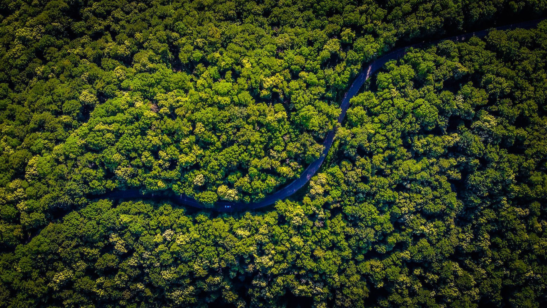 birds eye view of a winding road with forest either side