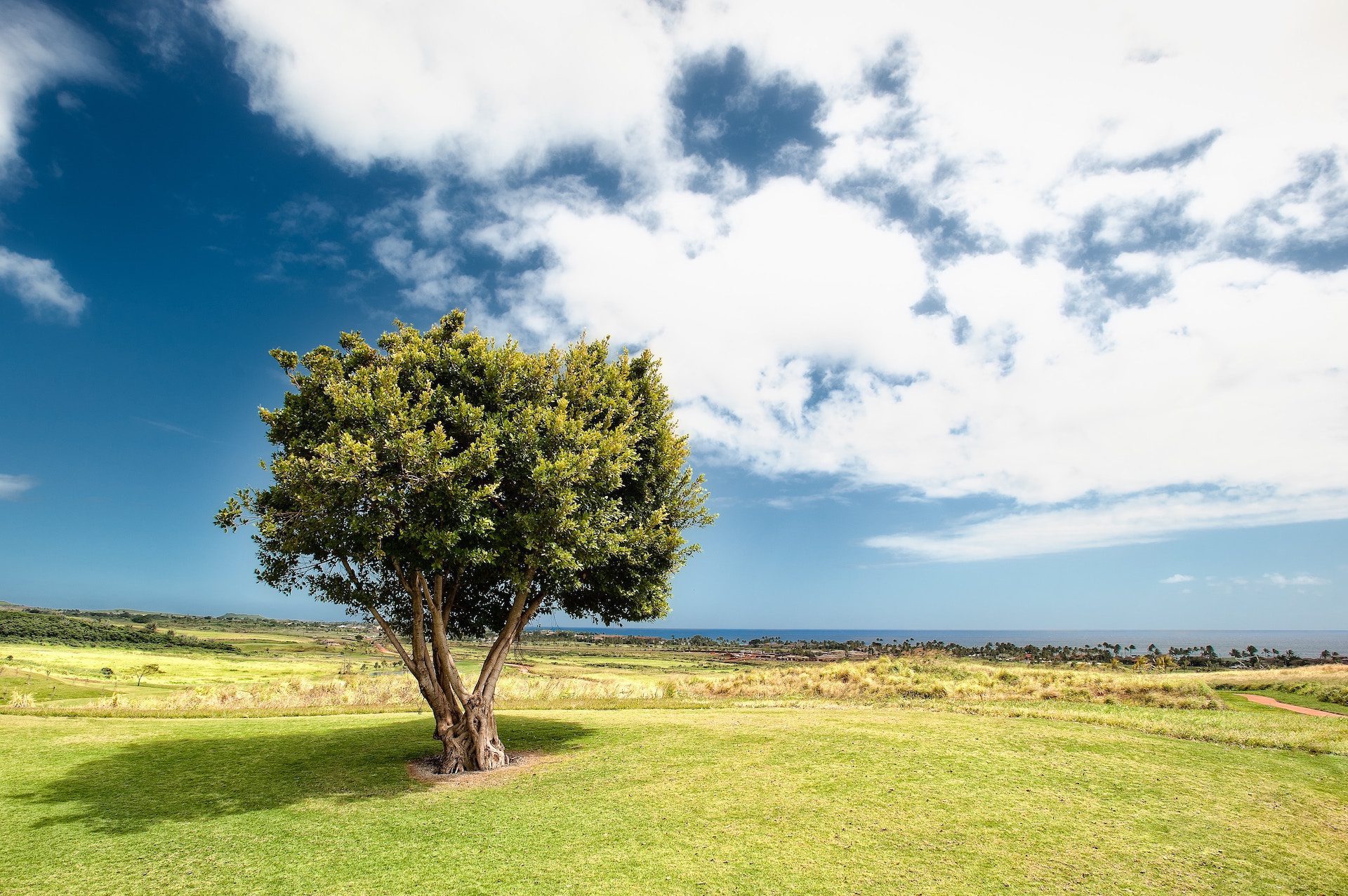 tree and grass with blue sky and clouds in the background