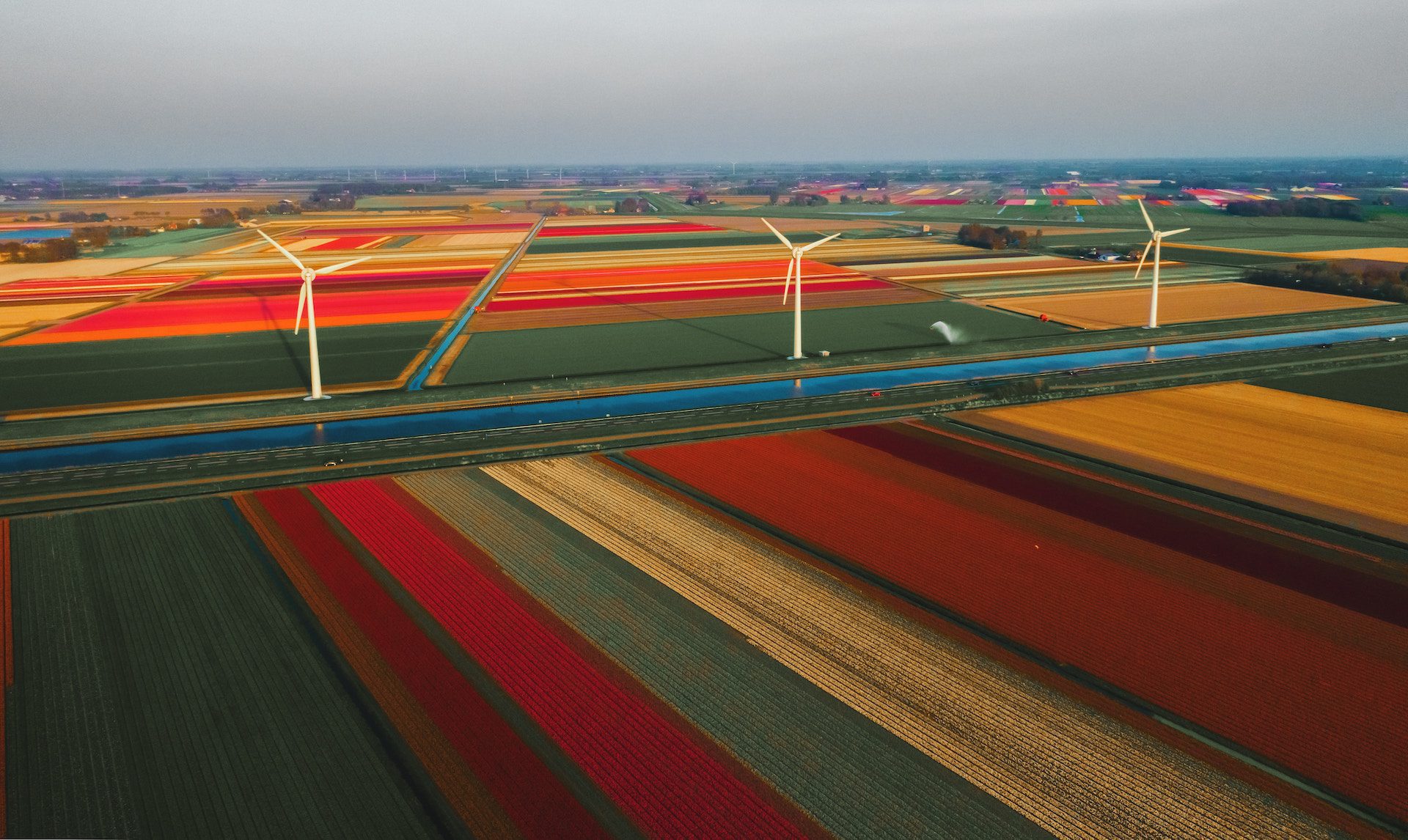 rows of coloured grass with wind turbines
