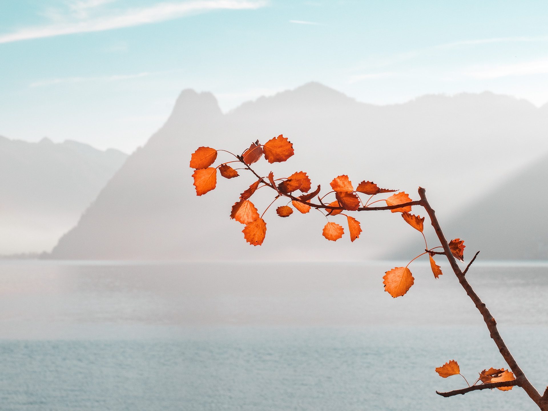 close up shot of a branch with autumnal leaves and mountains in the background with the sea