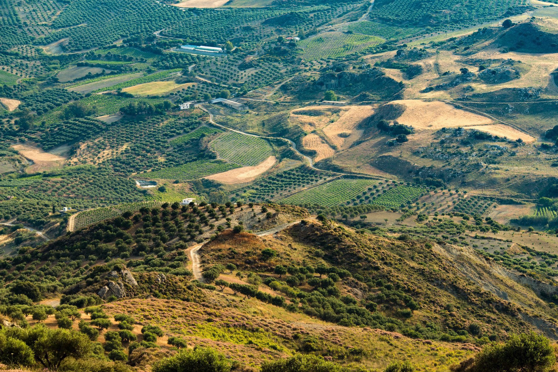 green fields