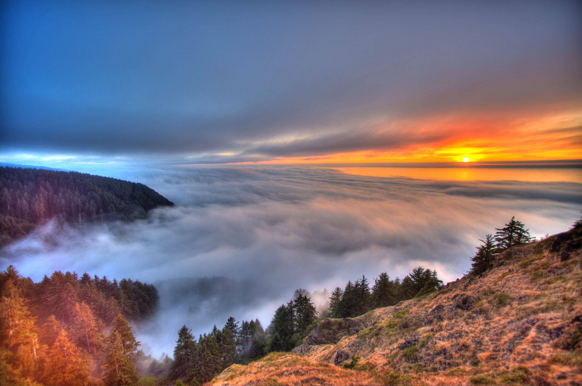 trees and mist with a sunset in the background