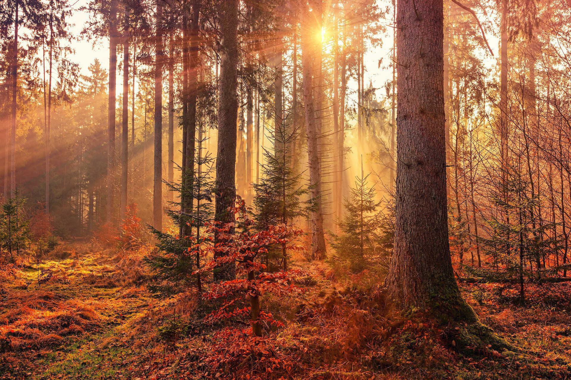 forest bed with autumnal plants and trees and sunlight peering through