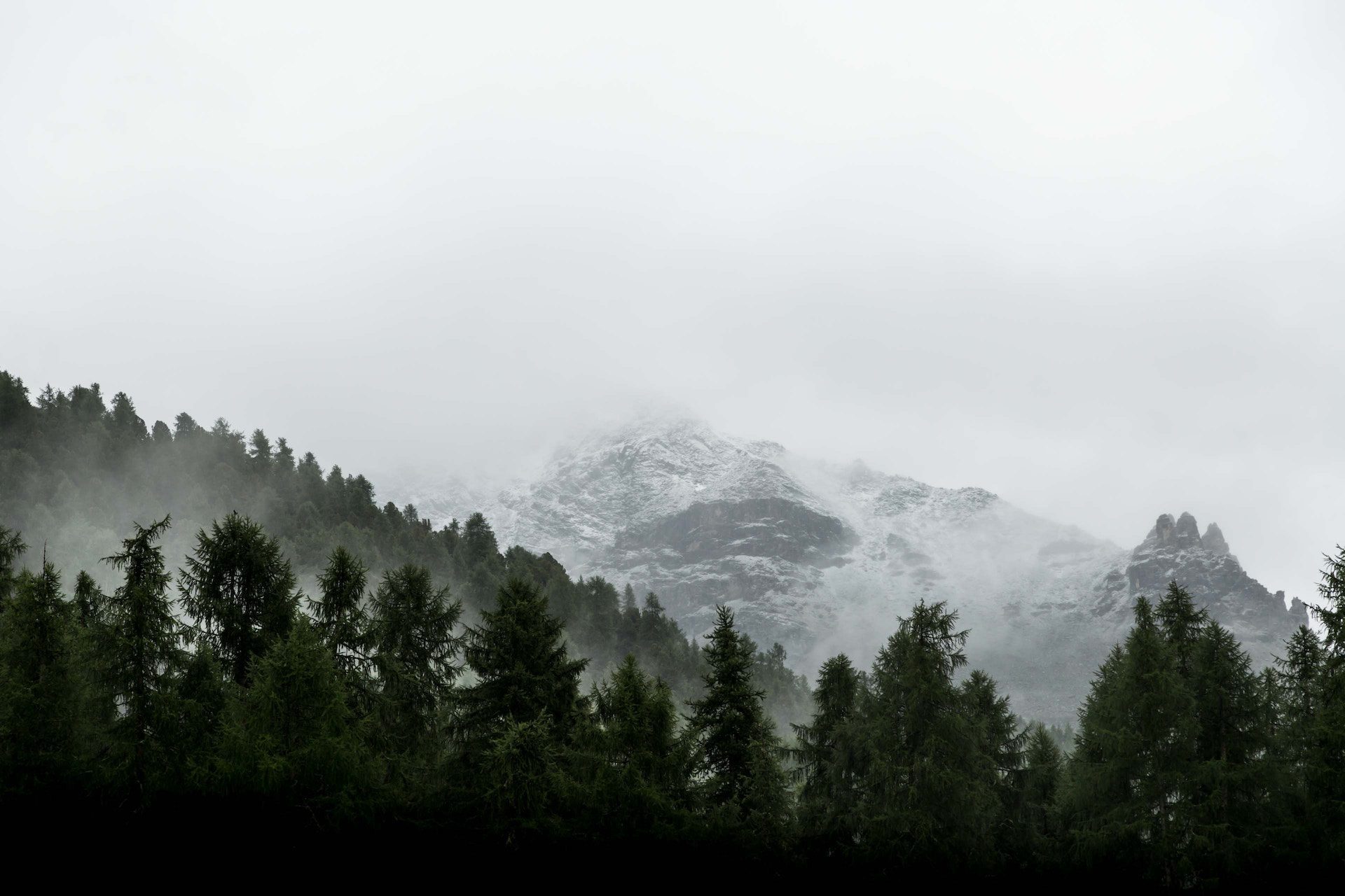 row of trees with mountain in the background