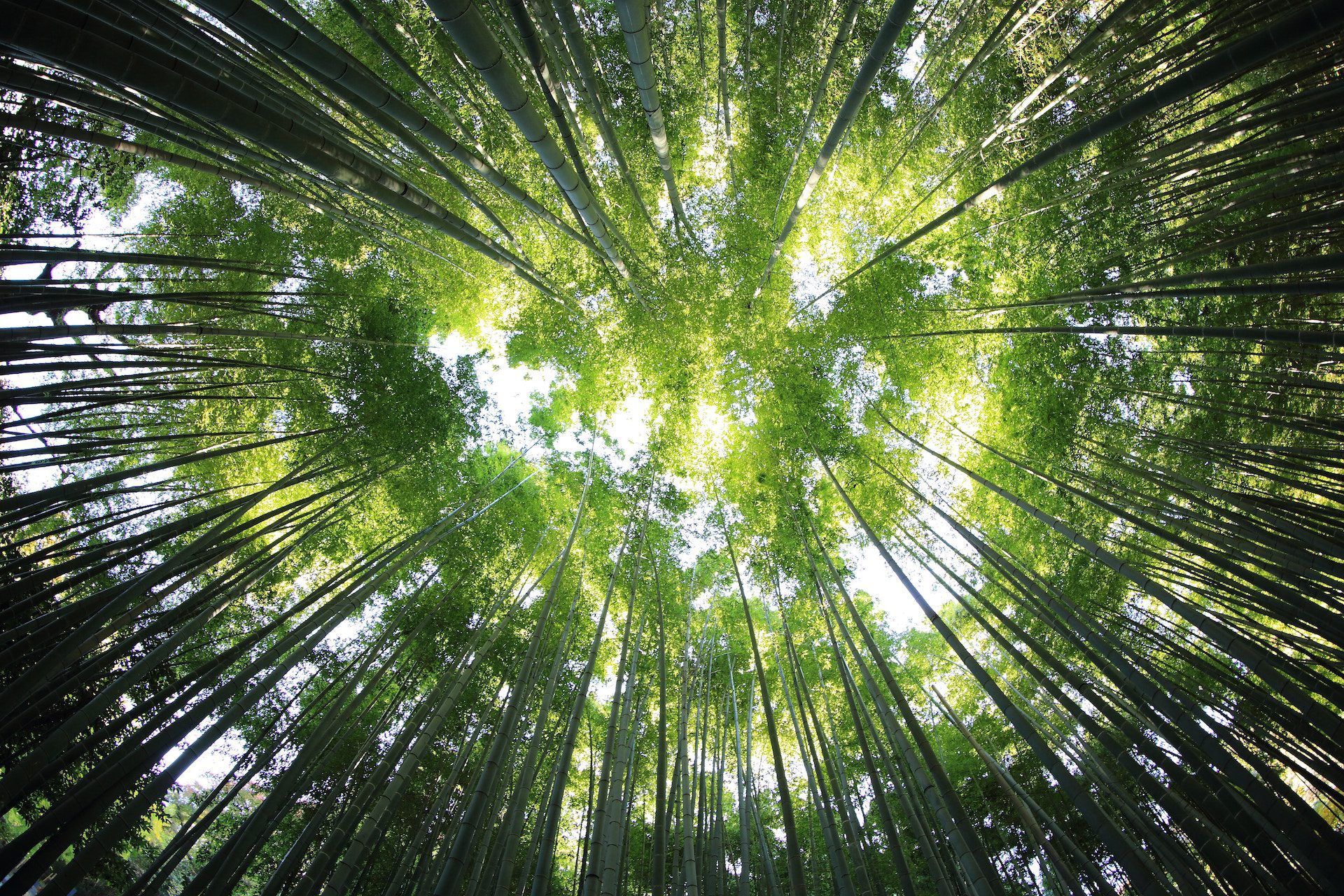 shot of trees in a circular row with sunlight peering through