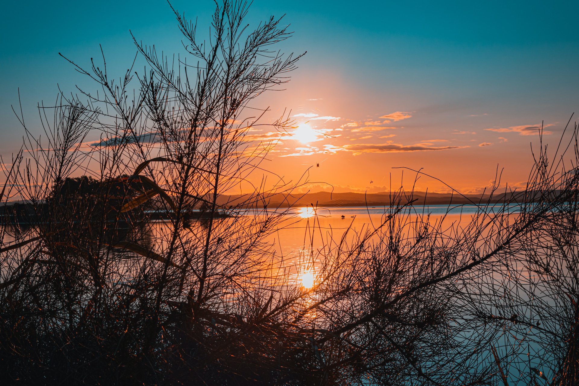branches in front of a body of water and sunset