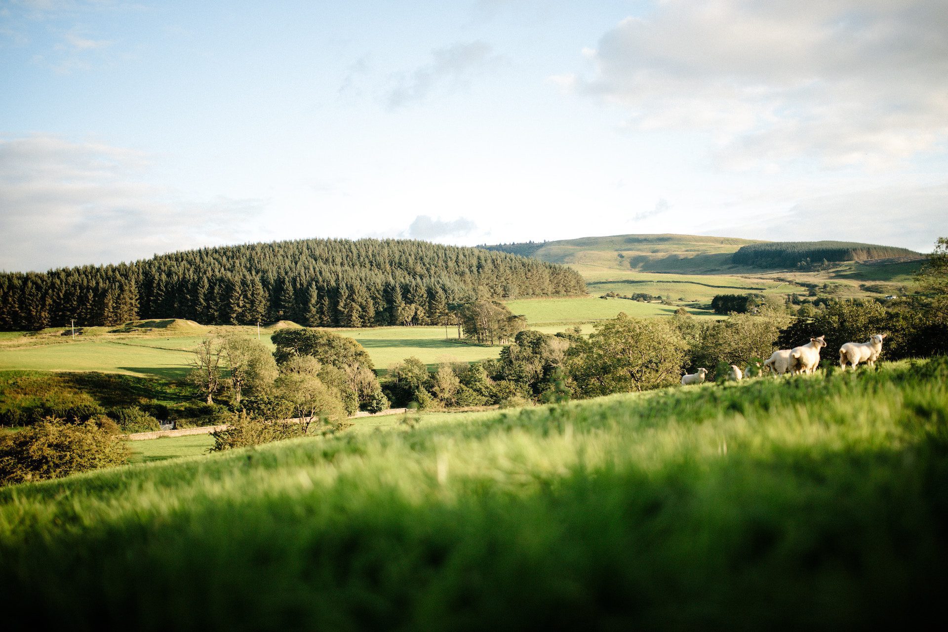 green fields with forest