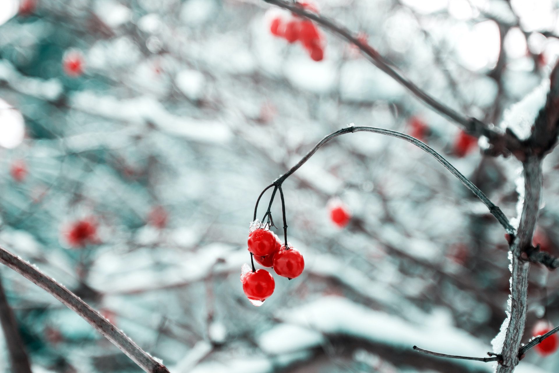 red berries on branches
