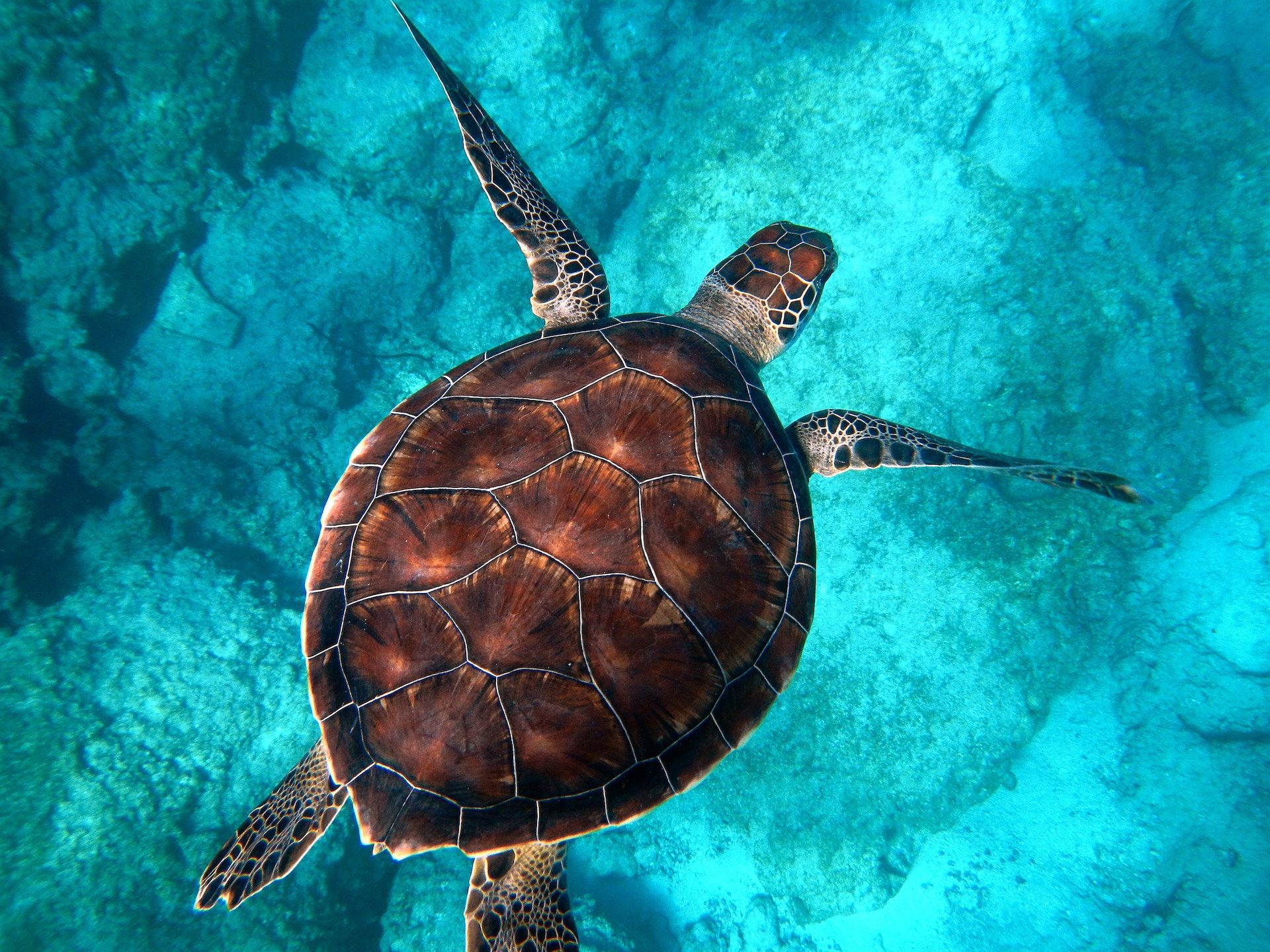 close up of a turtle swimming in the ocean