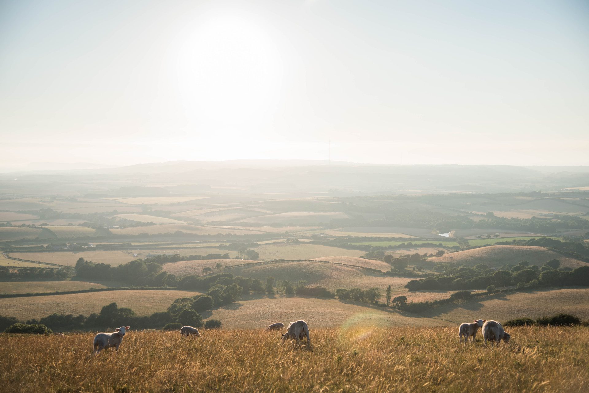 field with sheep and rolling hills in the background