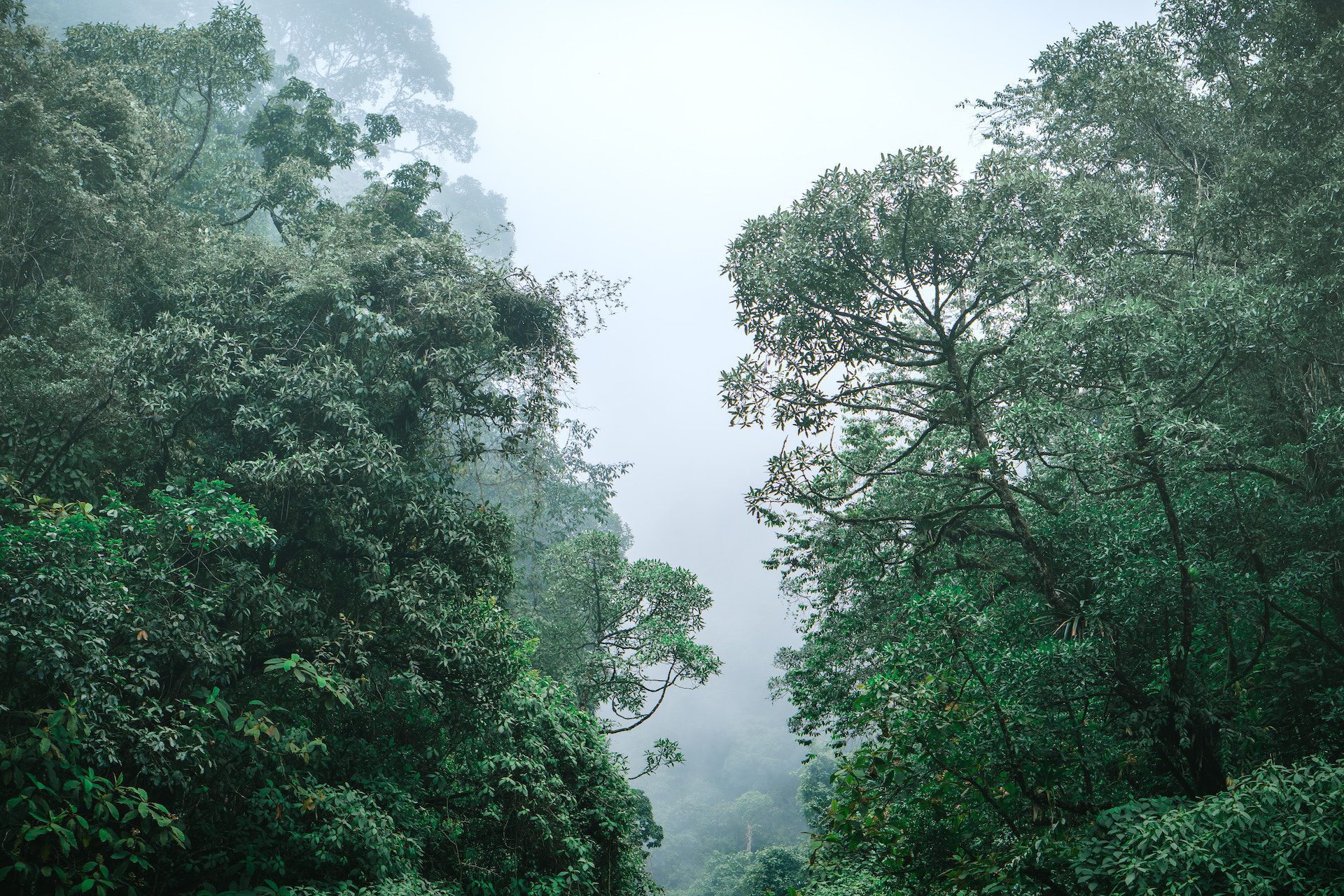 green trees with a misty sky