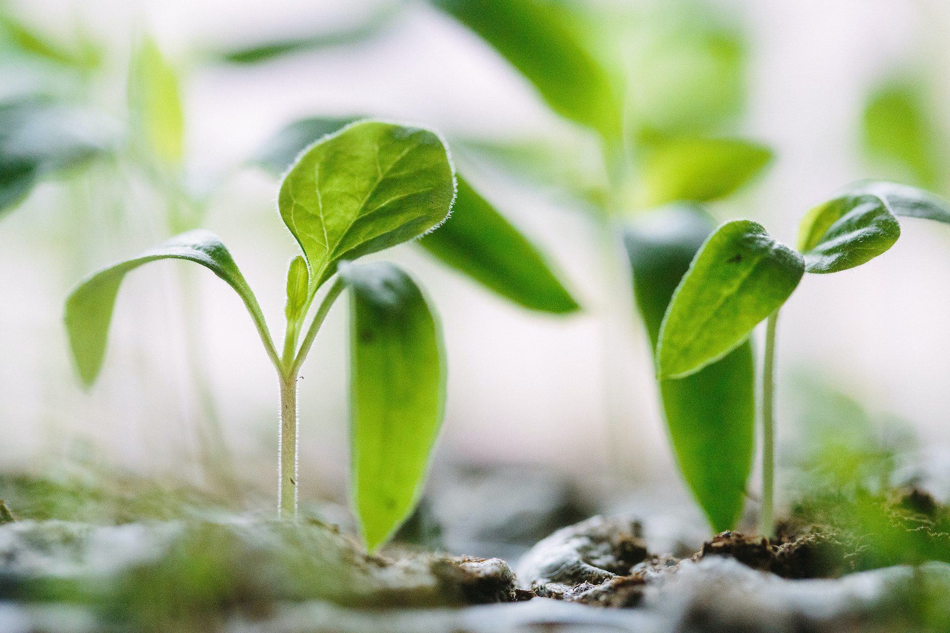 green plants growing from the soil