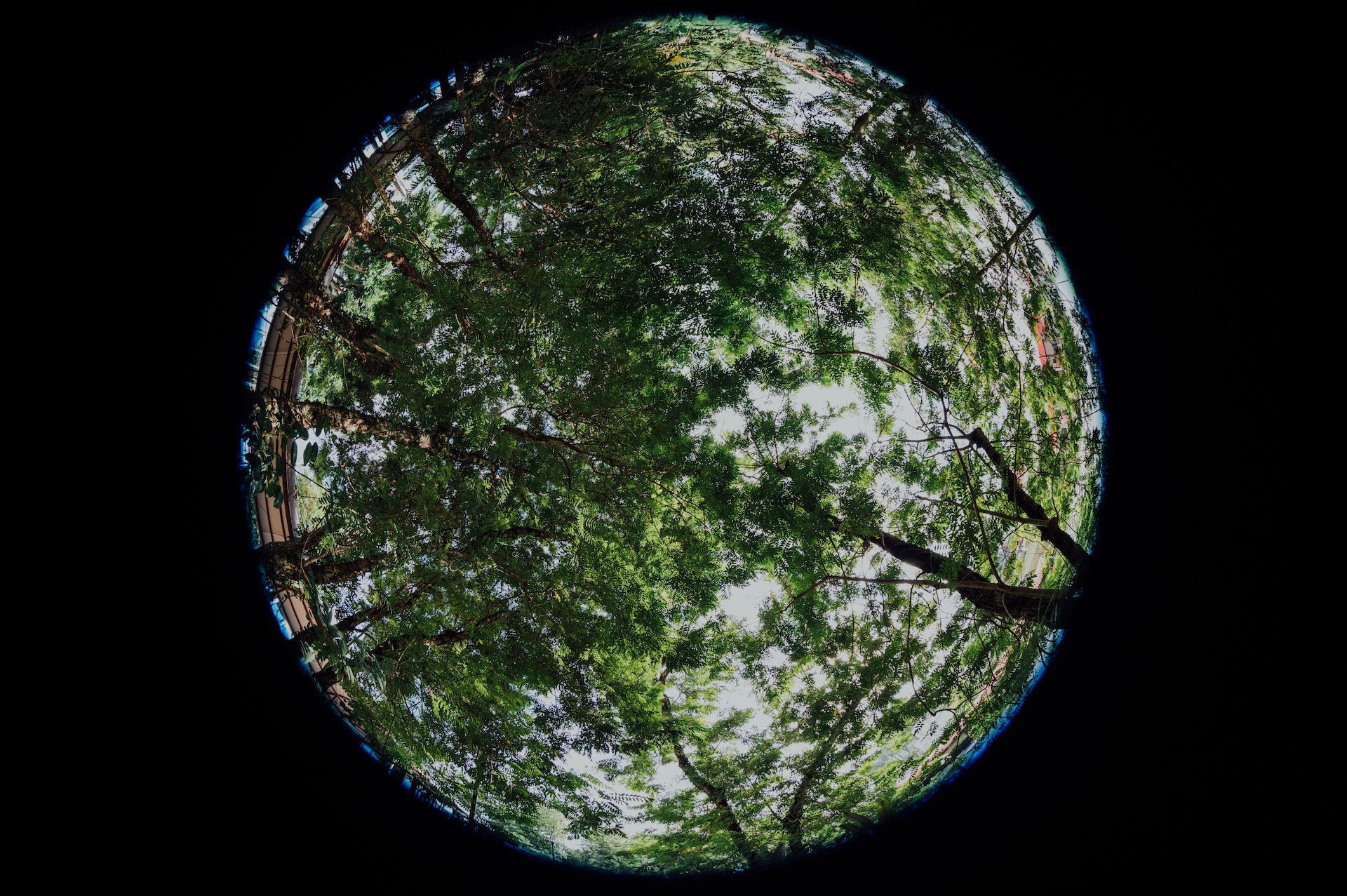 trees in a circle lense view