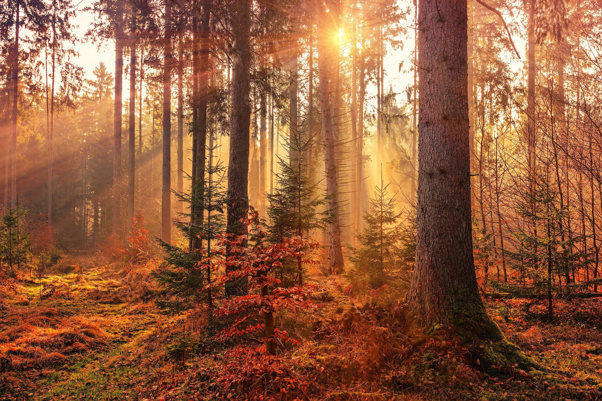 forest floor with autumnal trees and sunlight peering through