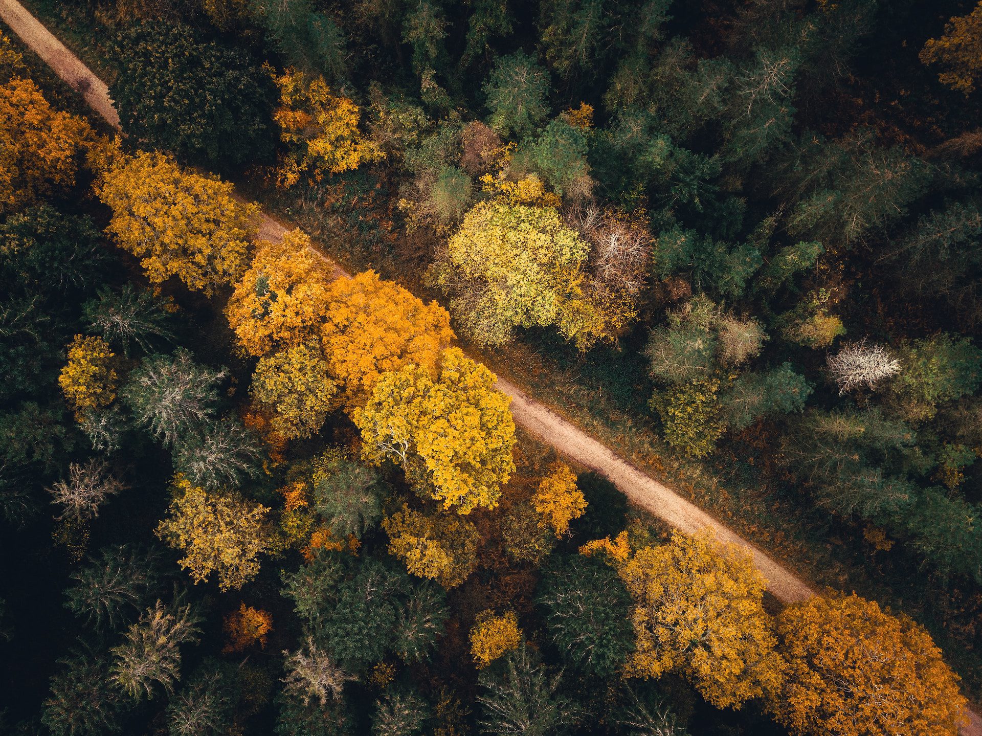 birds eye view of green and yellow trees and a strip of road