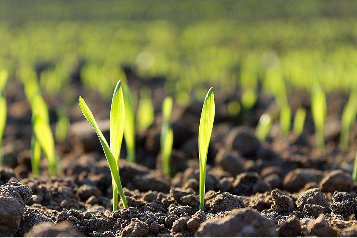 Close-up of young green sprouts emerging from healthy, dark soil