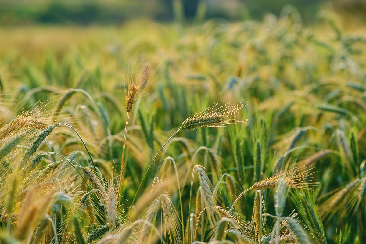 Wheat field representing regenerative agriculture and soil carbon sequestration