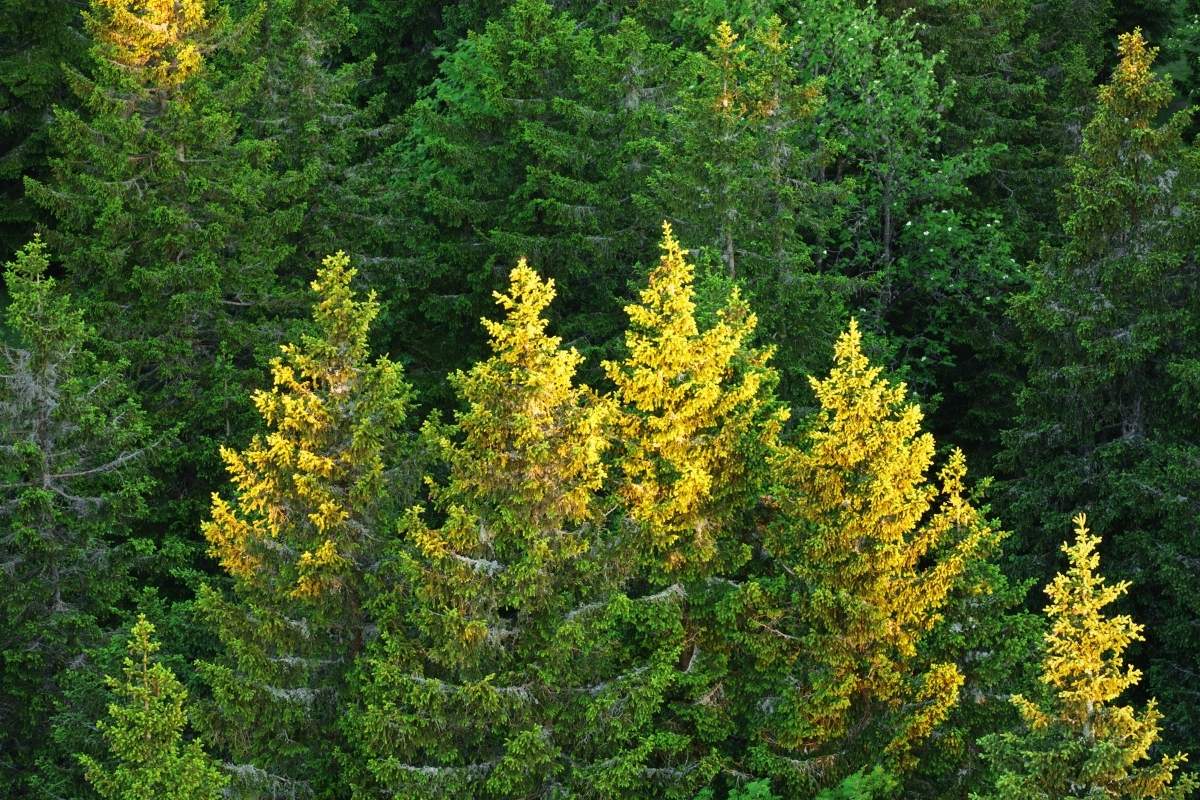 Close up of trees in forest acting as a natural carbon sink